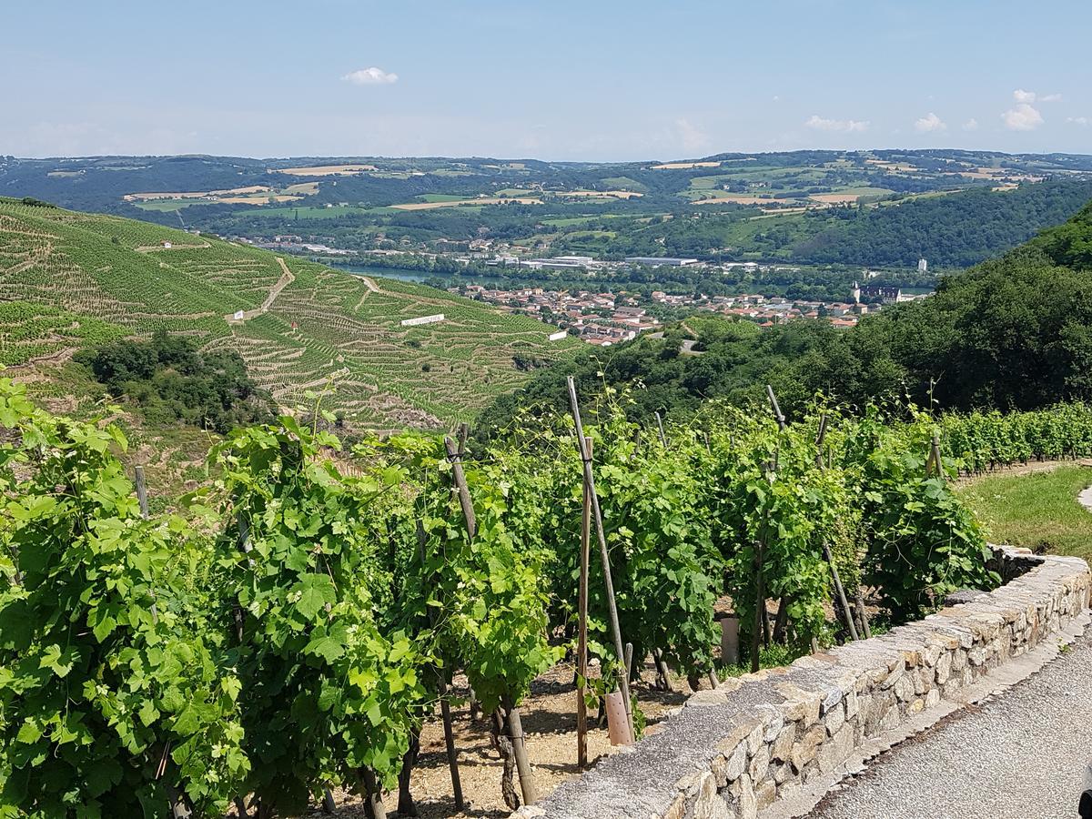 Hotel Le Domaine Des Vignes Ampuis Lyon Sud Vienne Экстерьер фото